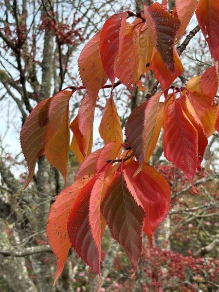new leafbuds forming